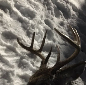 Meet your Posher, Nathan